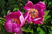 PAEONIA OFFICINALIS
