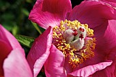 PAEONIA OFFICINALIS