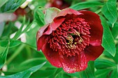 PAEONIA DELAVAYI