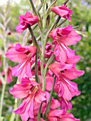 GLADIOLUS COMMUNIS BYZANTINUS