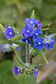 PENTAGLOTTIS SEMPERVIRENS