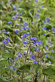 PENTAGLOTTIS SEMPERVIREN