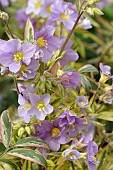 POLEMONIUM  GOLDEN FEATHERS