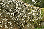 PRUNUS AVIUM MERTON GLORY,  MERTON BIGARREAU