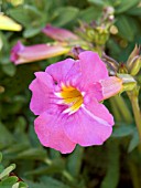 INCARVILLEA DELAVAYI