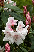 RHODODENDRON LODERI HYBRID