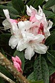 RHODODENDRON LODERI HYBRID