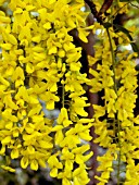 LABURNUM ANAGYROIDES