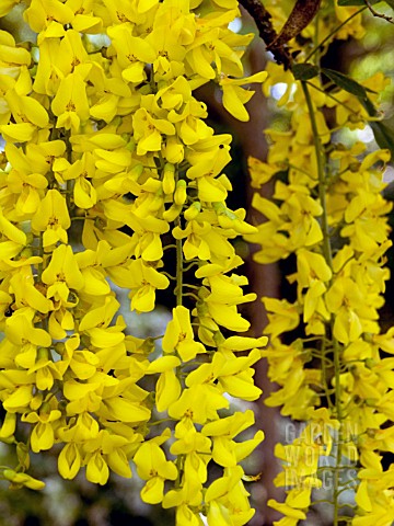 LABURNUM_ANAGYROIDES