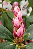 RHODODENDRON LODERI HYBRID