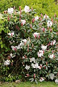 RHODODENDRON LODERI HYBRID