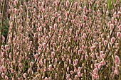 SALIX  GRACILISTYLA MOUNT ASO PINK CUSHION