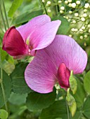 LATHYRUS LATIFOLIUS (EVERLASTING PEA,  PERENNIAL PEA)