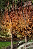 SALIX ALBA VITELLINA BRITZENSIS