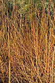 SALIX ALBA VITELLINA YELVERTON