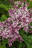 SYRINGA PUBESCENS SUBP PATULA MISS KIM