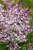 SYRINGA PUBESCENS SUBP PATULA MISS KIM