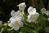 ABUTILON VITIFOLIUM ALBUM