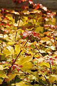 ACER ORIENTALIA (MINORIENT)