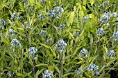 AMSONIA TABERNAEMONTANA