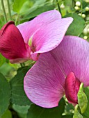 LATHYRUS LATIFOLIUS (EVERLASTING PEA,  PERENNIAL PEA)