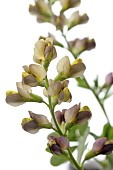 BAPTISIA DUTCH CHOCOLATE