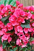 BEGONIA X HEIMALIS BETULIA