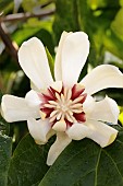 CALYCANTHUS X RAULSTONII VENUS
