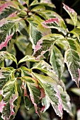 CORNUS FLORIDA DAYBREAK