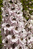 DELPHINIUM DALRLING SUE
