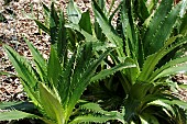 ERYNGIUM AGAVIFOLIUM