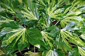 FATSIA JAPONICA VARIEGATA