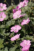 GERANIUM MAVIS SIMPSON