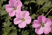 GERANIUM MAVIS SIMPSON