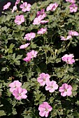 GERANIUM MAVIS SIMPSON