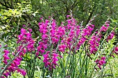 GLADIOLUS COMMUNIS SUBSP BYZANTINUS
