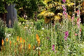 HARDY PERENNIALS