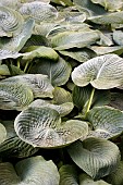 HOSTA BLUE ANGEL