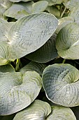 HOSTA BLUE ANGEL