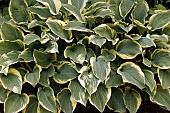HOSTA FIRST FROST
