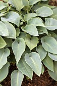 HOSTA HALCYON