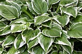 HOSTA UNDULATA ‘ALBOMARGINATA