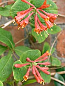 LONICERA SEMPERVIRENS DROPMORE SCARLET,  (SCARLET TRUMPET HONEYSUCKLE)