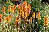 KNIPHOFIA FIREY FRED