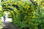 LABURNUM  X WATERERI VOSSII