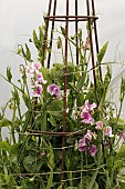 LATHYRUS ODORATUS PANDEMONIUM