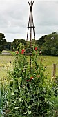 LATHYRUS ODORATUS