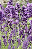 LAVANDULA ANGUSTIFOLIA HIDCOTE