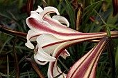 LILIUM FORMOSANUM VAR PRICEI