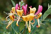 LONICERA PERICLYMENUM